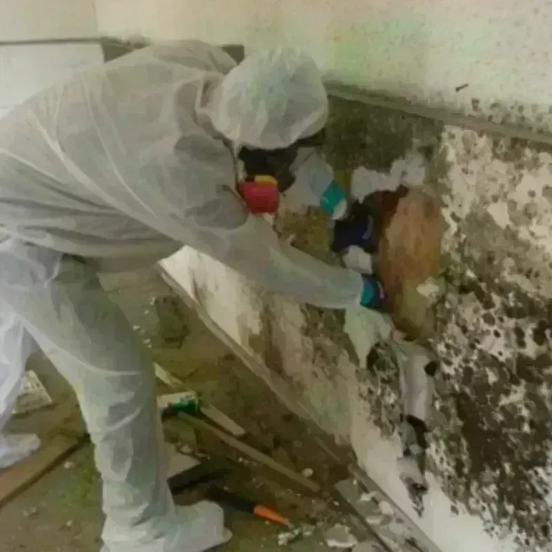 Mold Remediation and Removal in Clay County, WV